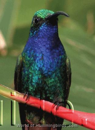 Hummingbird Garden Catalog: Lazuline Sabrewing